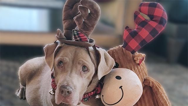 Winter holiday retreat dog reindeer berkshires