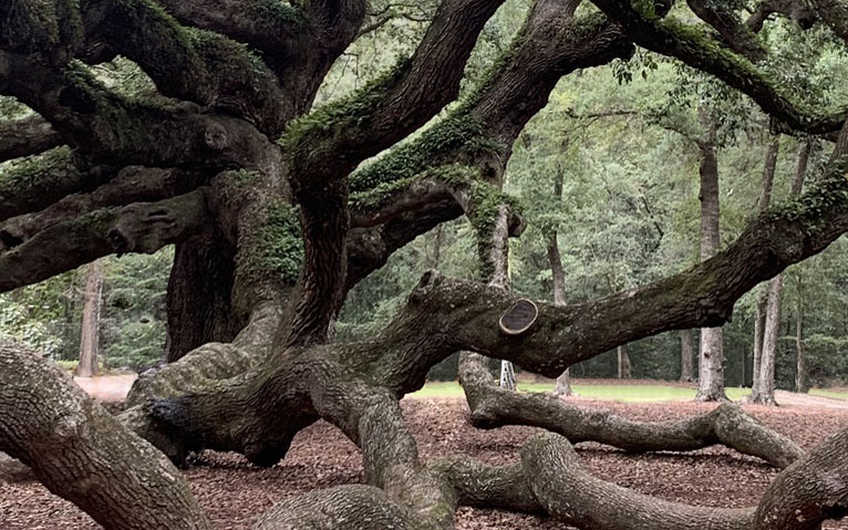 Angel Oak Tree Charleston tree of life