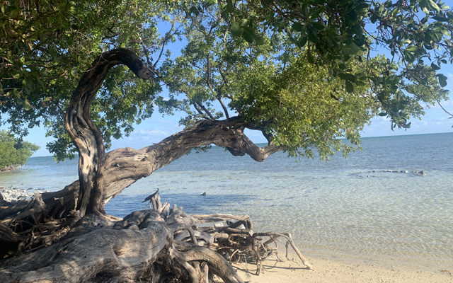 Leaning tree Bahia Honda beach Florida Keys