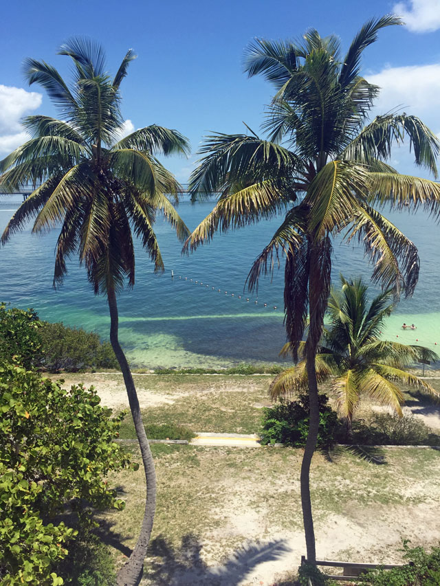 twin palm trees at Bahia Honda state park