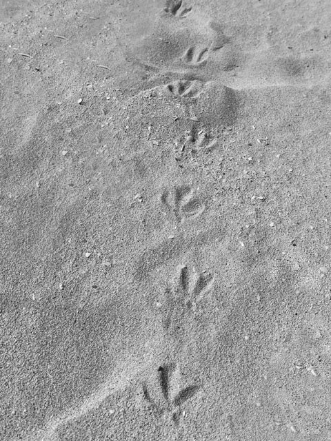 black and white seagull footprints in sand Bahia Honda State Park